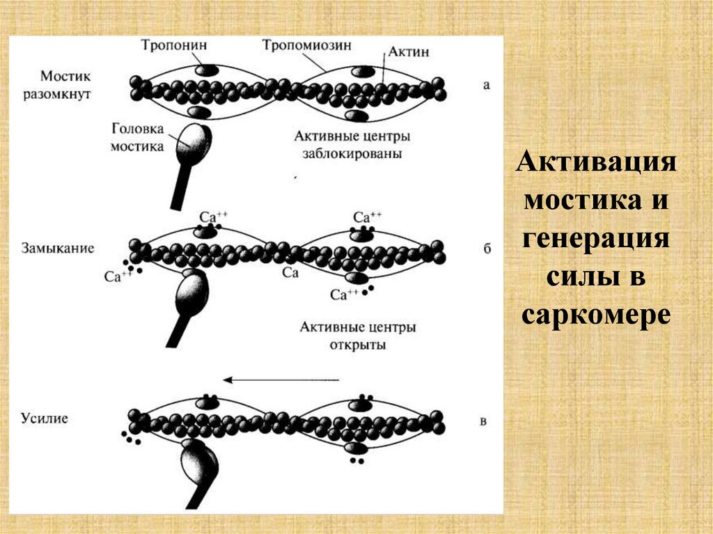 Активация мостика и генерация силы в саркомере