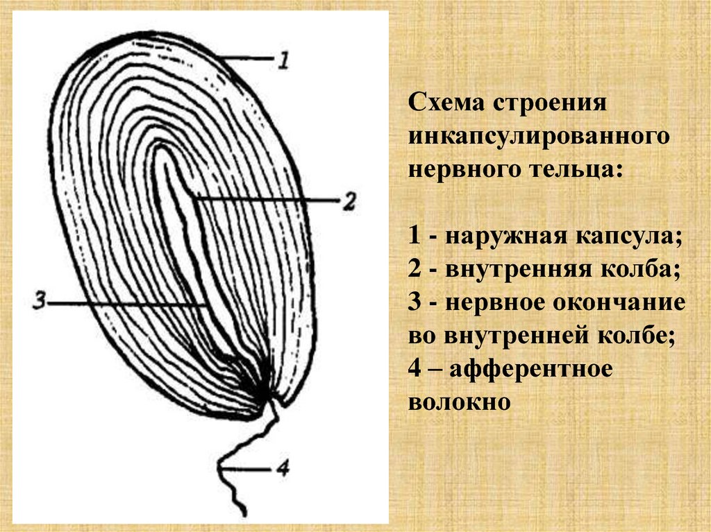 Рассмотрите рисунок ниже и обозначьте структурные компоненты телец пачини