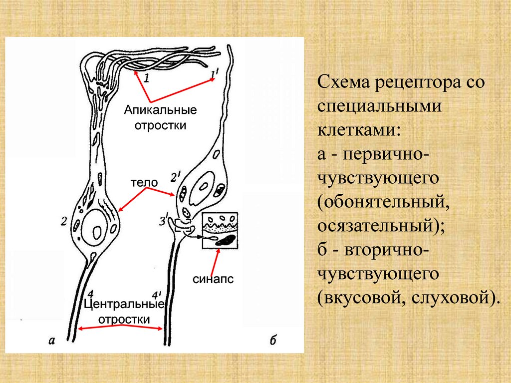 Напротив через особые клетки. Центральный отросток обонятельной клетки. центральный отросток клетки это. обонятельный рецептор первично чувствующий. клетки с отростками.