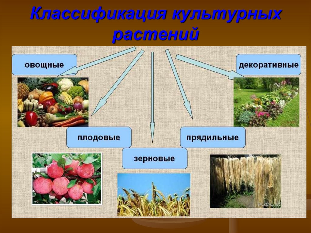 Какие растения выращивают в московской области. Культурные растения. Культурные растения культурные растения. Разнообразие культурных растений. Культурные растения картинки.