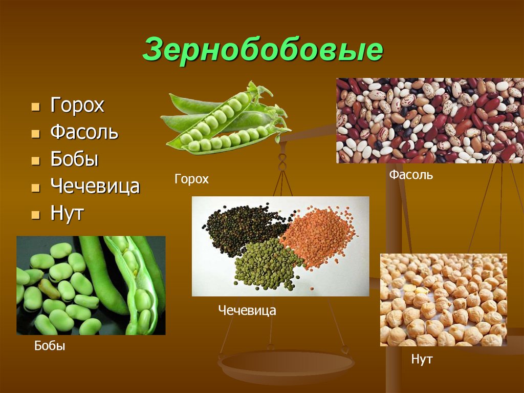 Бобовые это. Зернобобовые горох. Горох фасоль чечевица. Бобы горох чечевица. Бобовые чечевица нут.