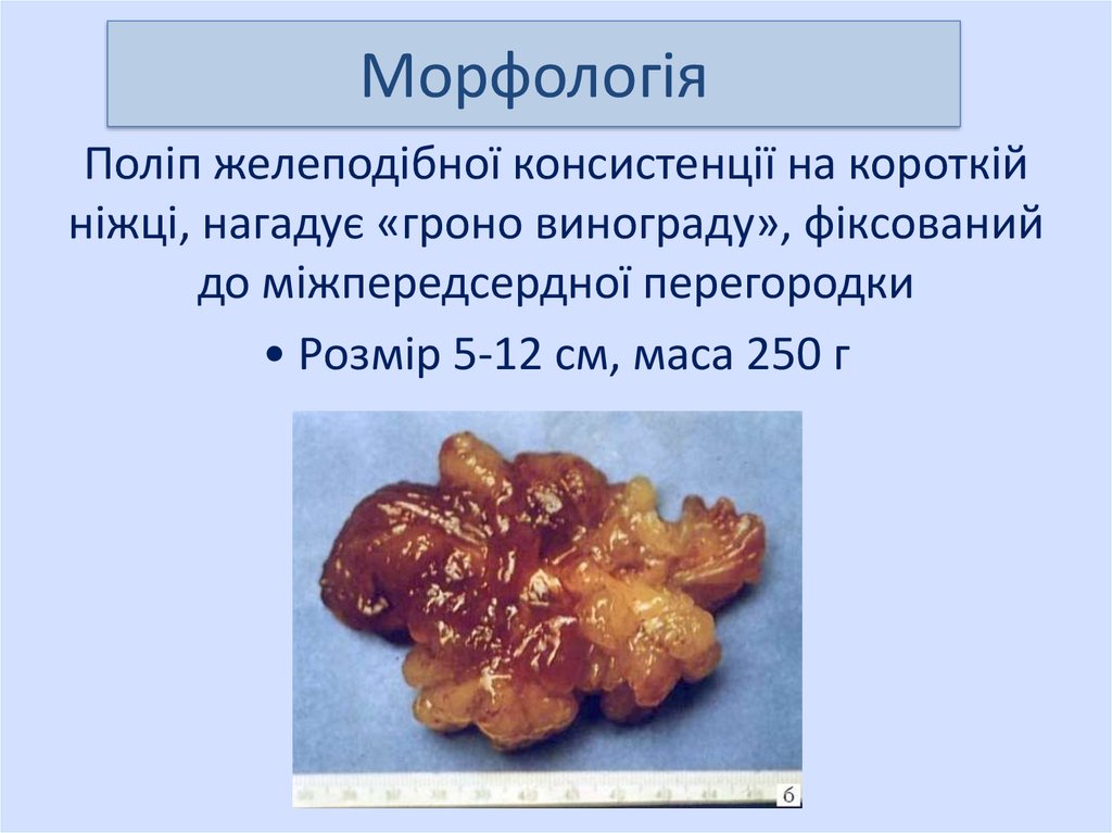 Морфологія