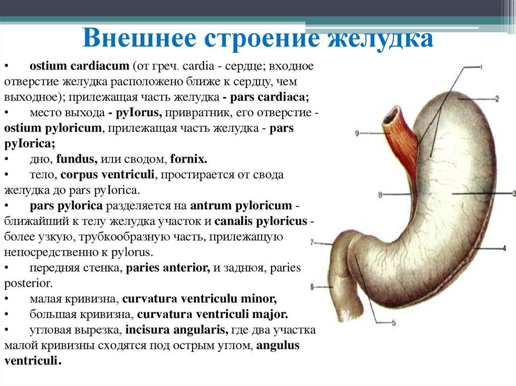 Желудок тест 8 класс. Функции желудка анатомия. Отделы желудка анатомия латынь. Большая и малая кривизна желудка анатомия.