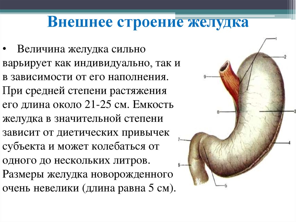 Строение желудка биология. Строение желудка вид спереди. Внешнее и внутреннее строение желудка. Желудок строение и функции анатомия. Анатомическое строение,расположение,функции желудка.
