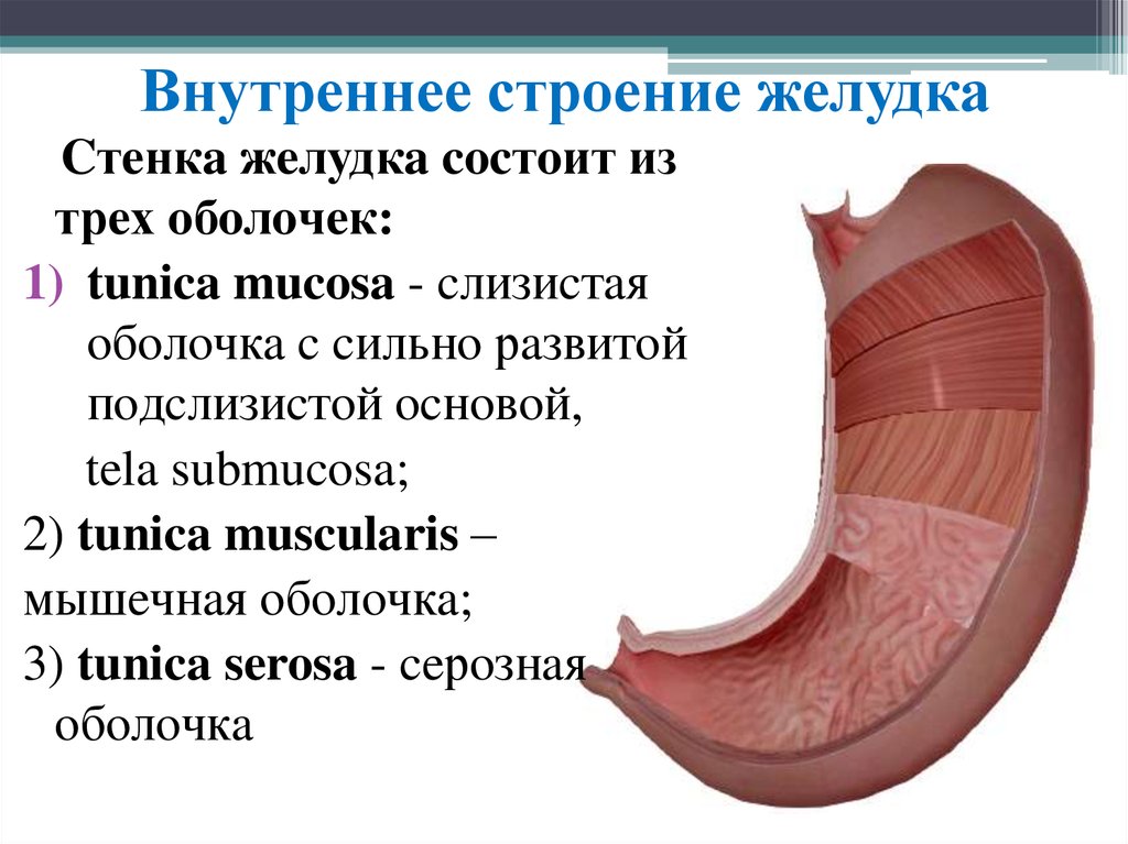 Строение желудка кратко. Оболочки стенки желудка анатомия. Строение желудка анатомия. Внутреннее строение желудка человека.