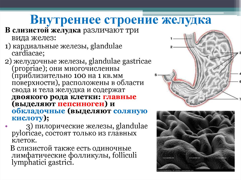 Слизистая оболочка желудка содержит. Внутреннее строение желудка анатомия. Слизистая оболочка желудка строение. Строение внутреннего слоя желудка. Строение и функции желудка кратко.