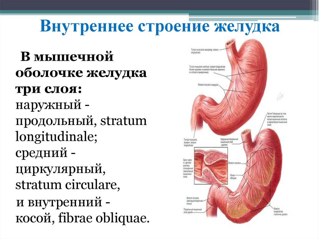 Внутреннее строение желудка. Анатомическое строение,расположение,функции желудка. Строение желудка анатомия кратко. Мышечная оболочка желудка функции. Опишите строение желудка кратко.