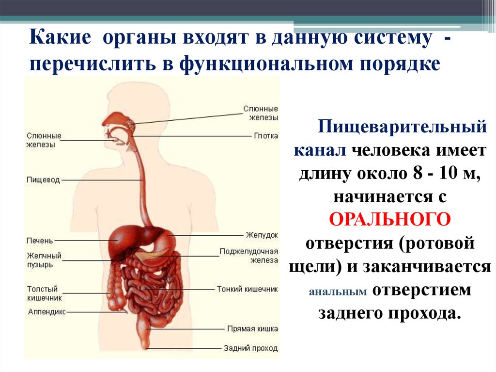 В какую систему органов входит пищевод. Строение пищеварительной системы по порядку. Перечислите органы относящиеся к пищеварительной системе. Функциональные отделы пищеварительной системы человека. Органы пищеварительной системы человека по порядку расположите.