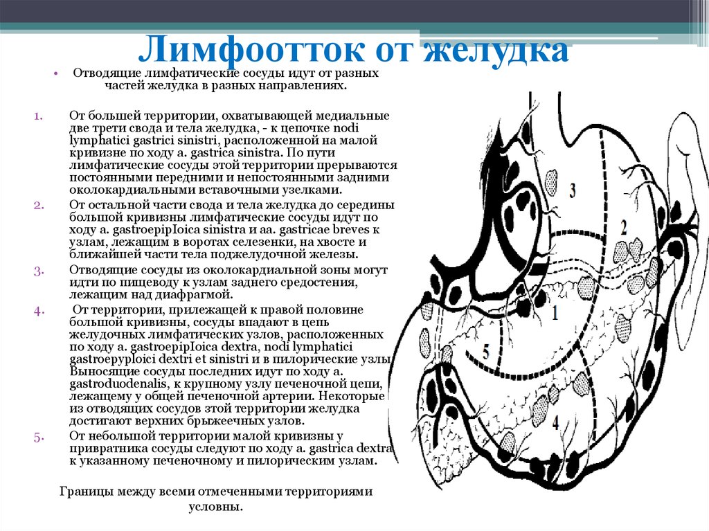 Лимфоотток. Лимфоотток желудка схема. Схема оттока лимфы от желудка. Схема лимфооттока Мельникова. Желудок лимфоотток анатомия схема.