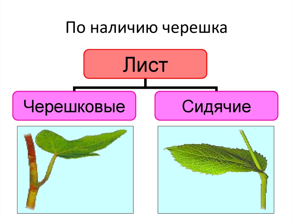 Где черешок у листа