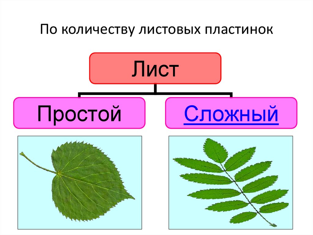 Рисунок простого и сложного листа