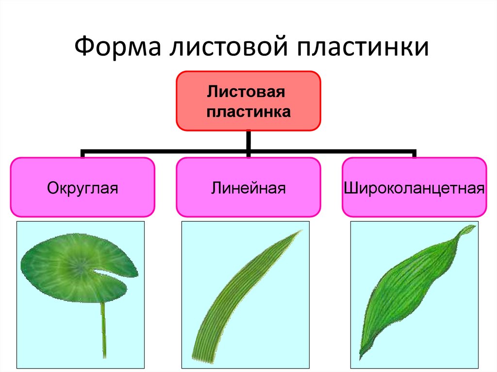 Форма листовой пластинки у березы