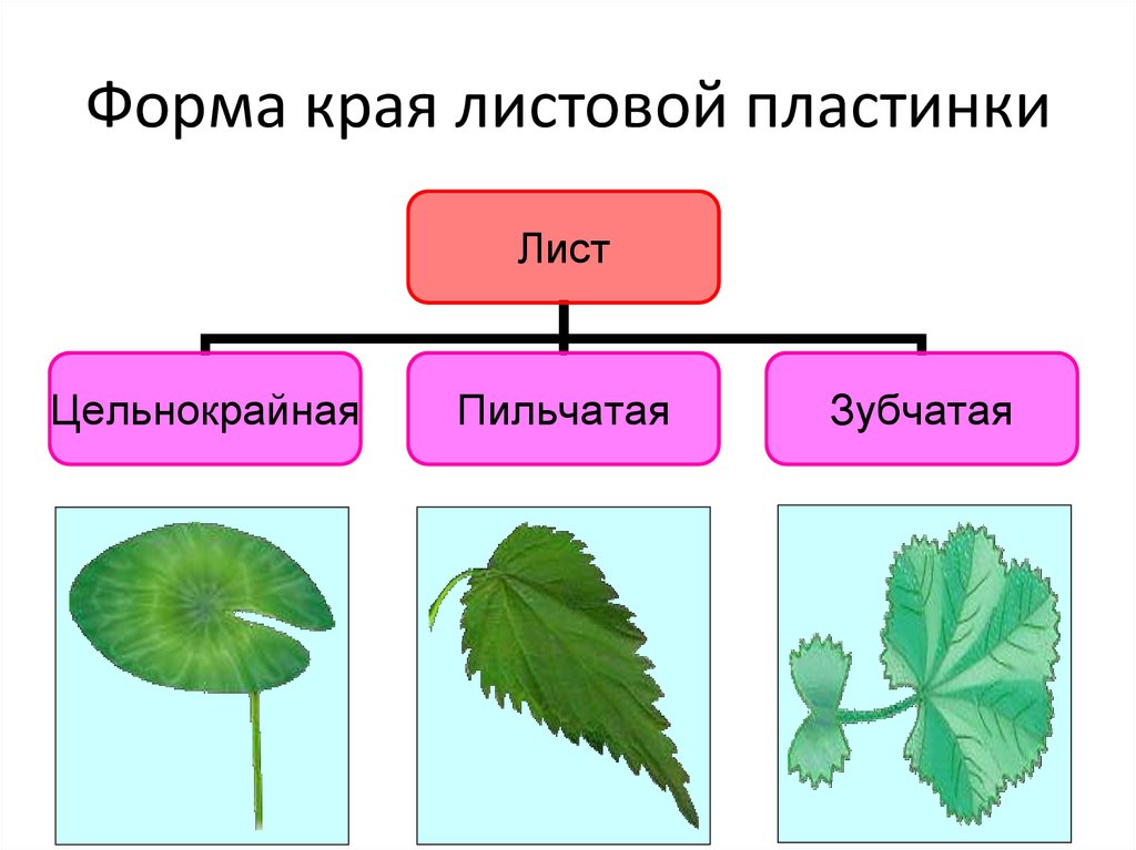 Край листовой пластинки