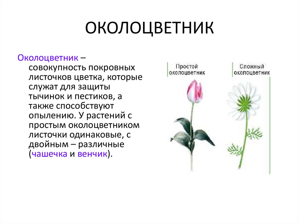 Какой околоцветник у растений. Антуриум околоцветник. Околоцветник клевера. Околоцветник розы. Пентамерный околоцветник.