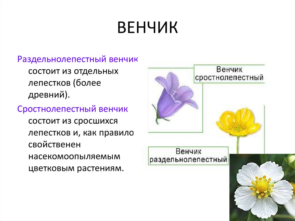 Функция венчика у цветка