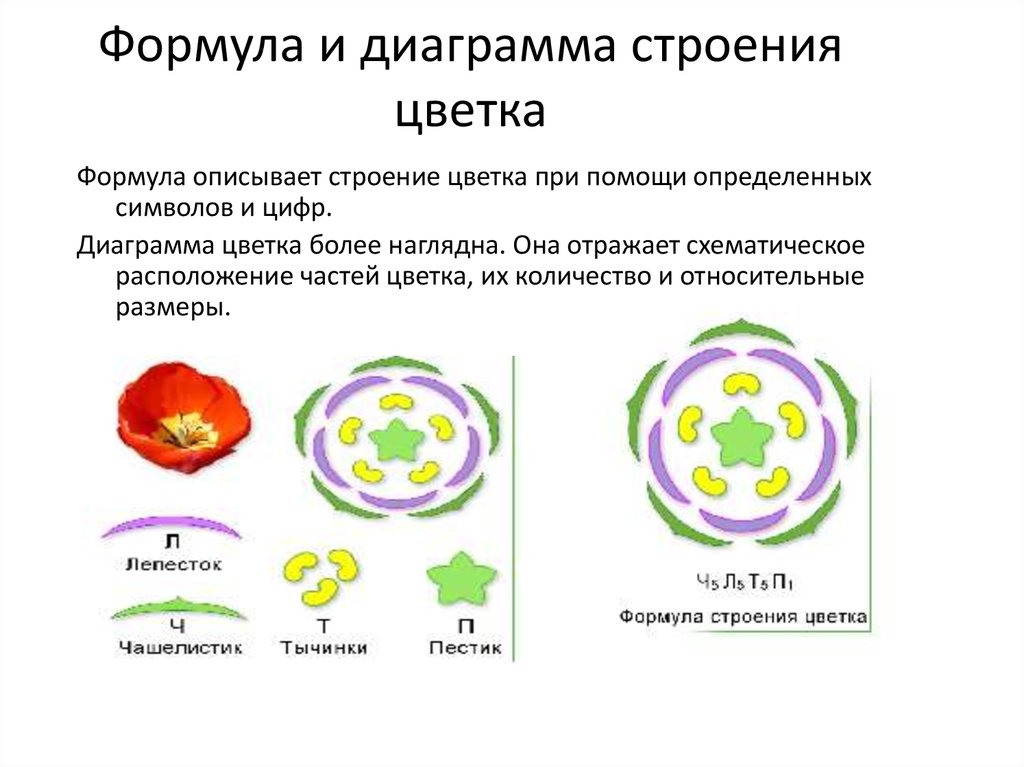 Какому классу относят растение диаграмма цветка которого показана на рисунке