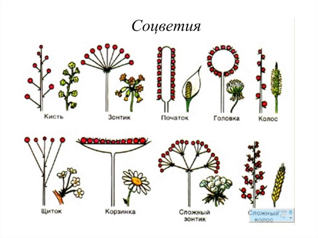 Используя информацию представленную в параграфе составьте схему классификации соцветий цветковых