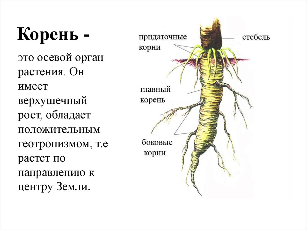 Части органа корня