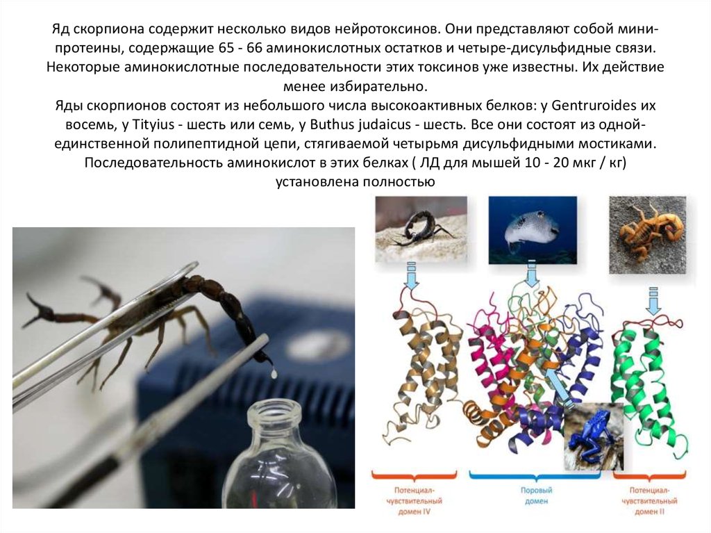 Яд скорпиона. Лекарство с ядом скорпиона. Яд скорпиона структура. Яд скорпиона в медицине.