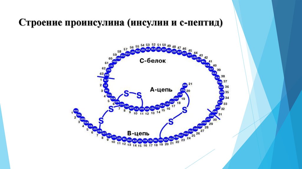 Инсулин биохимия презентация