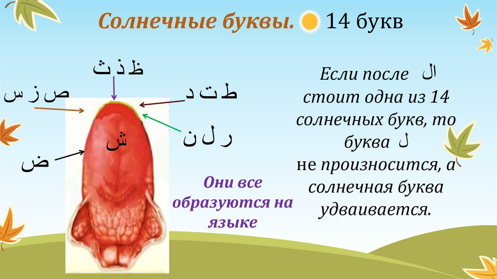 Солнце буквами. Солнечные и лунные буквы в арабском языке. Солнечные и лунные буквы арабского алфавита. Солнечные и лунные буквы арабского алфавита таблица. Солнечные буквы арабского.