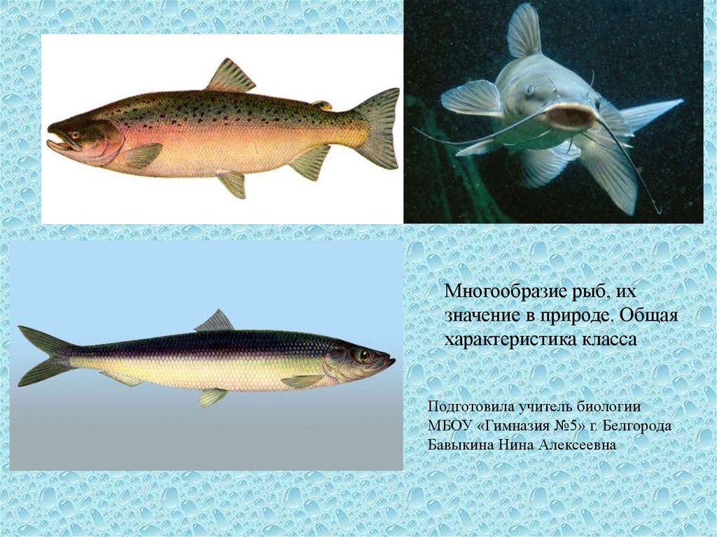 Многообразие рыб 7 класс