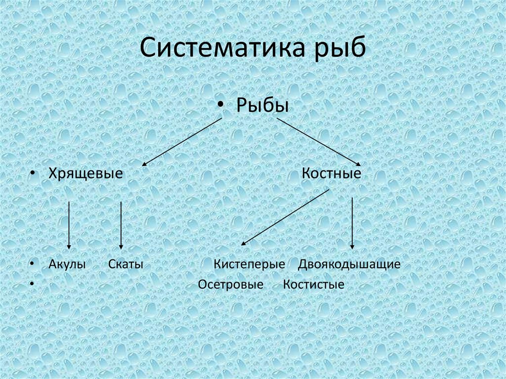 Русский 8 класс рыб. Систематика рыб. Тип рыбы систематика. Схема многообразие рыб. Систематика надкласса рыбы.