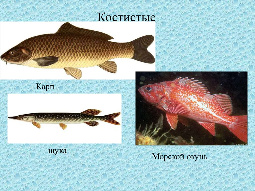 3 примера костных рыб. Представители рыб. Костистые рыбы. Костистые рыбы представители. Класс костистые рыбы.