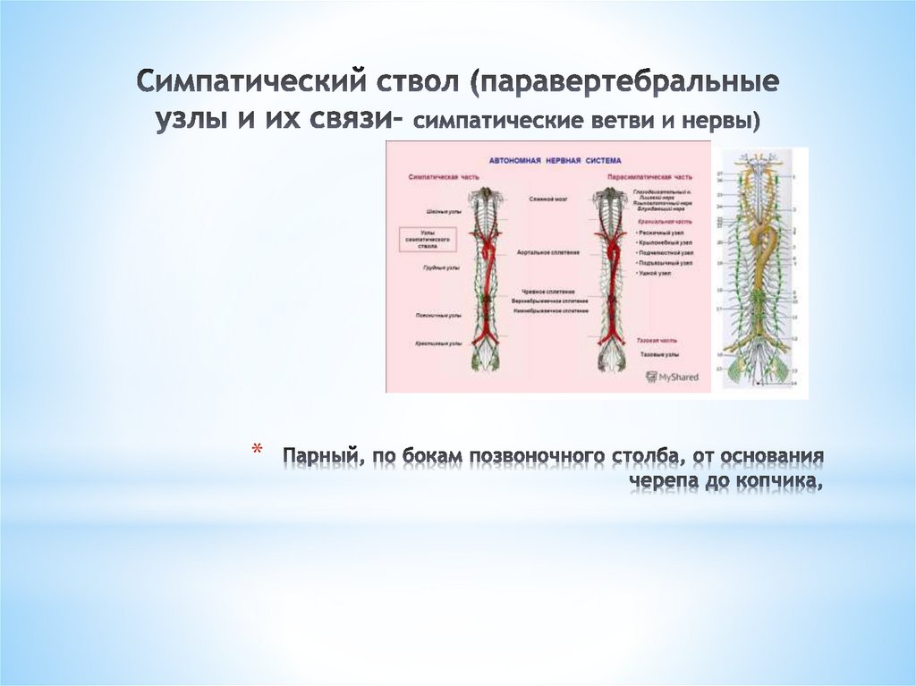 Автономный отдел нервной системы презентация 8 класс