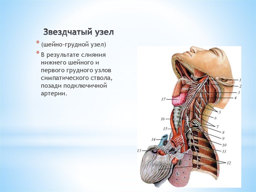 Шейный отдел симпатического ствола