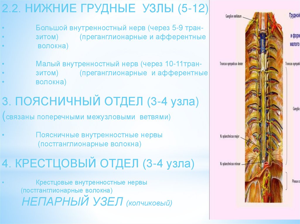 Шейный отдел симпатического ствола