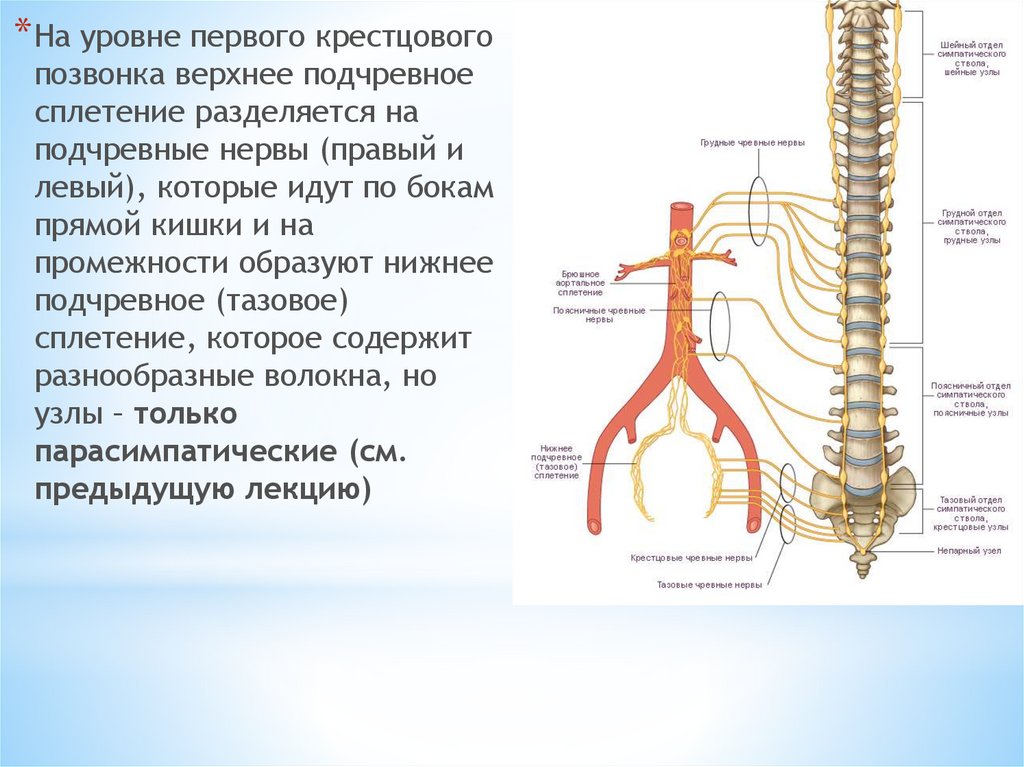 Шейный отдел симпатического ствола