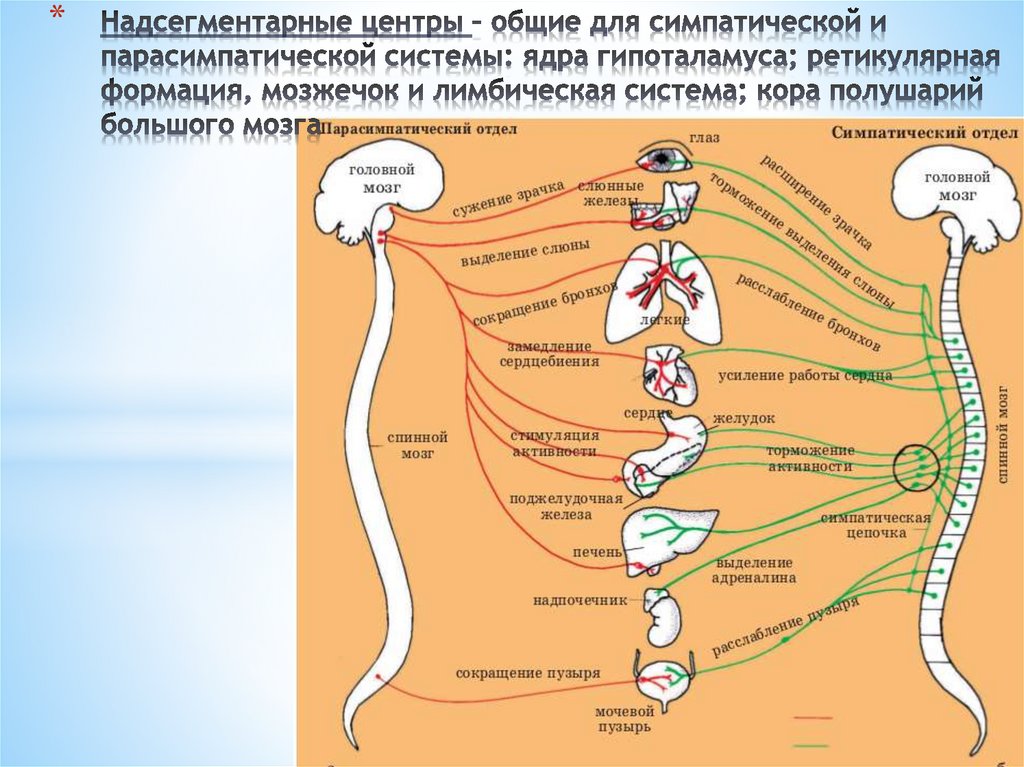 Симпатический и парасимпатический отделы схема