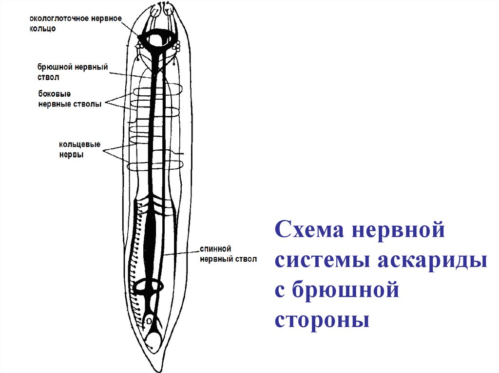 Схема строения круглых червей