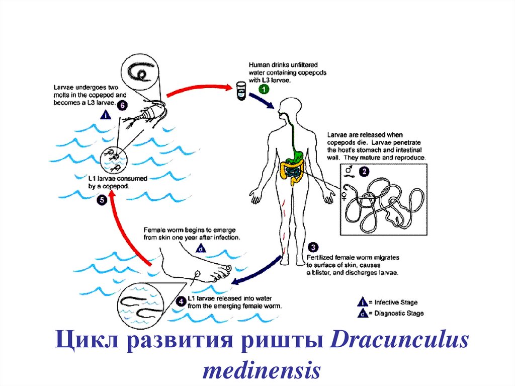 Схема жизненного цикла ришты