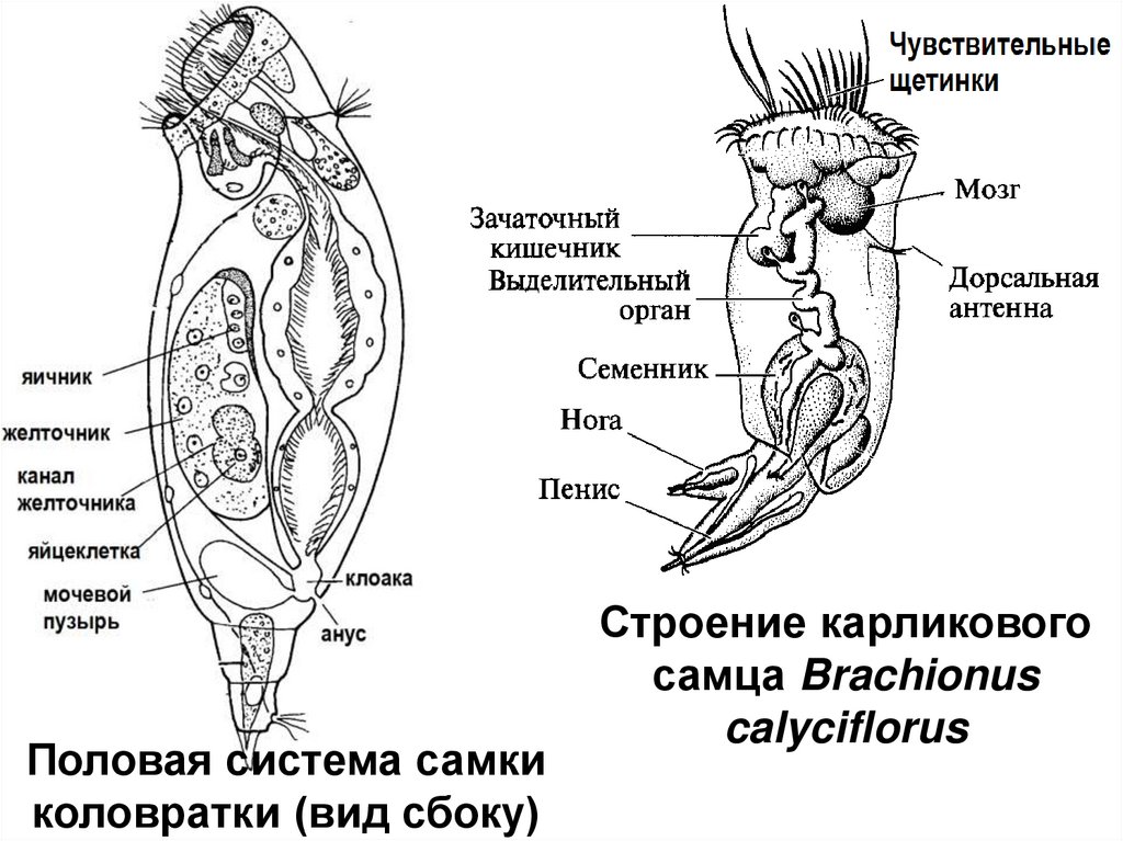 Полов орган у женщин. Половая система коловраток. Коловратки выделительная система. Схема строения коловратки. Коловратка самец и самка.