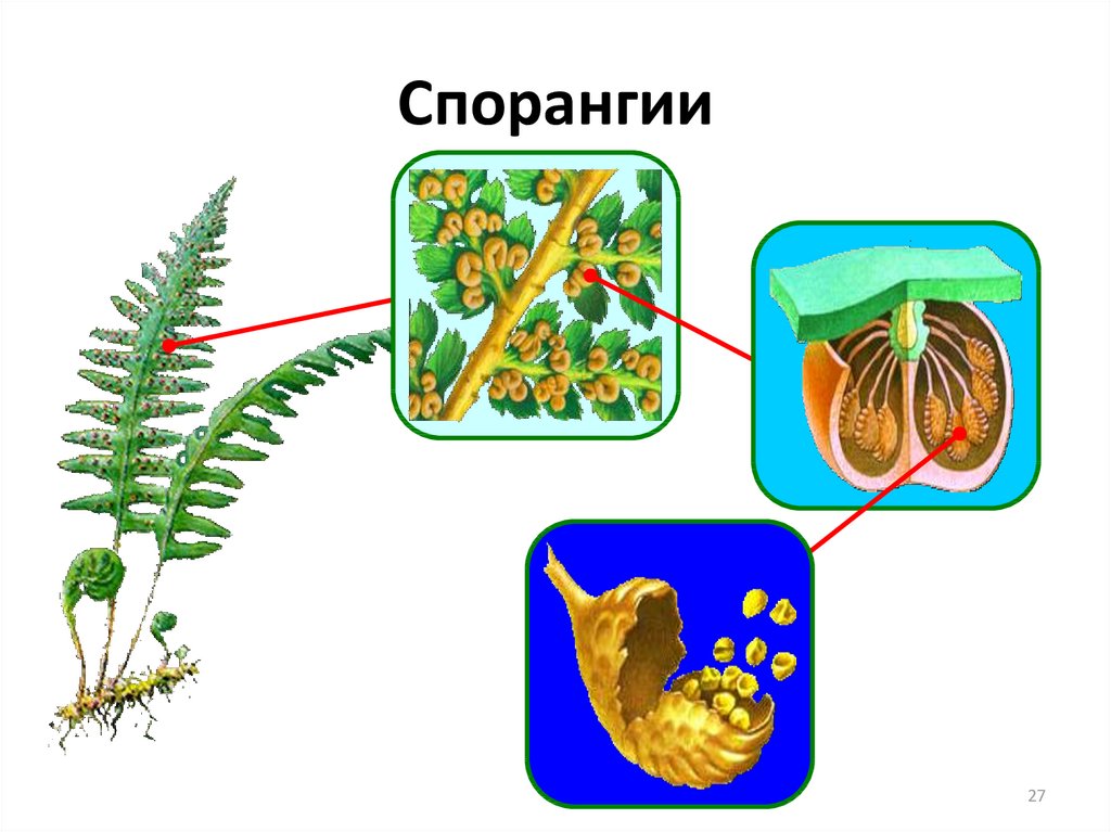 Спорангий папоротника рисунок