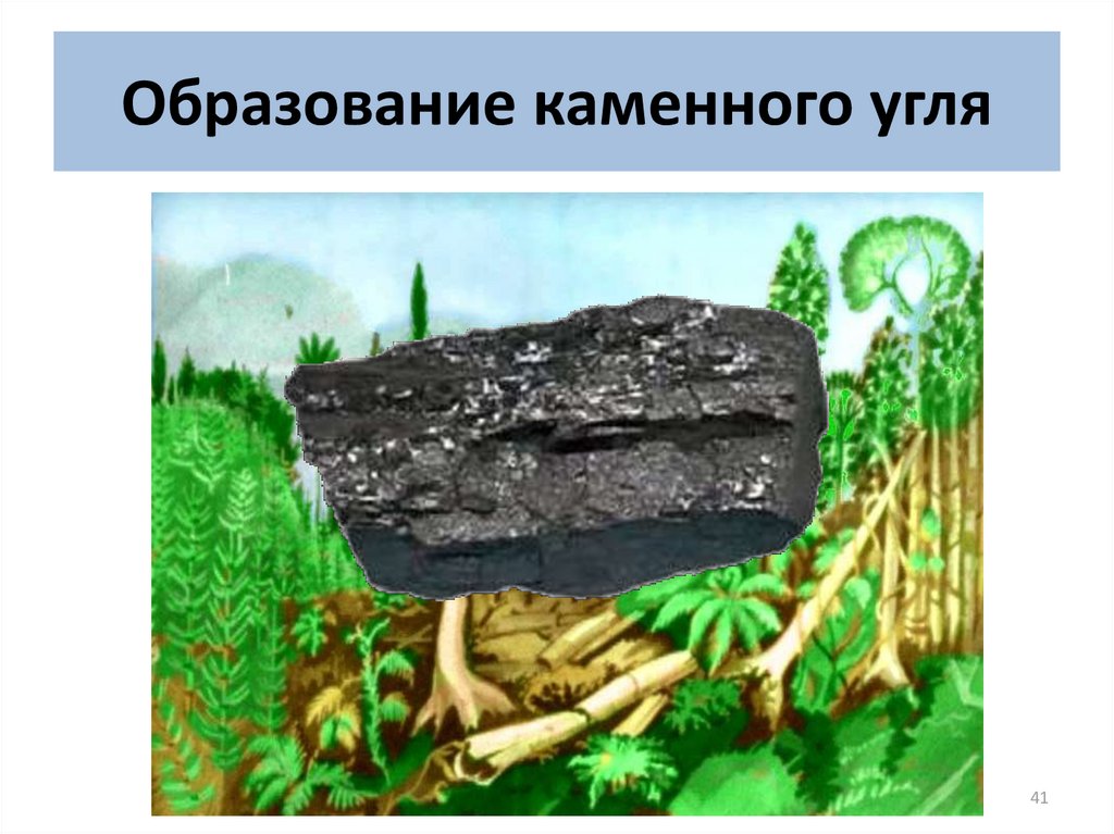Образование каменного угля 5. Образование каменного угля. Каменный уголь в природе. Каменный уголь образовался из. Процесс образования каменного угля.