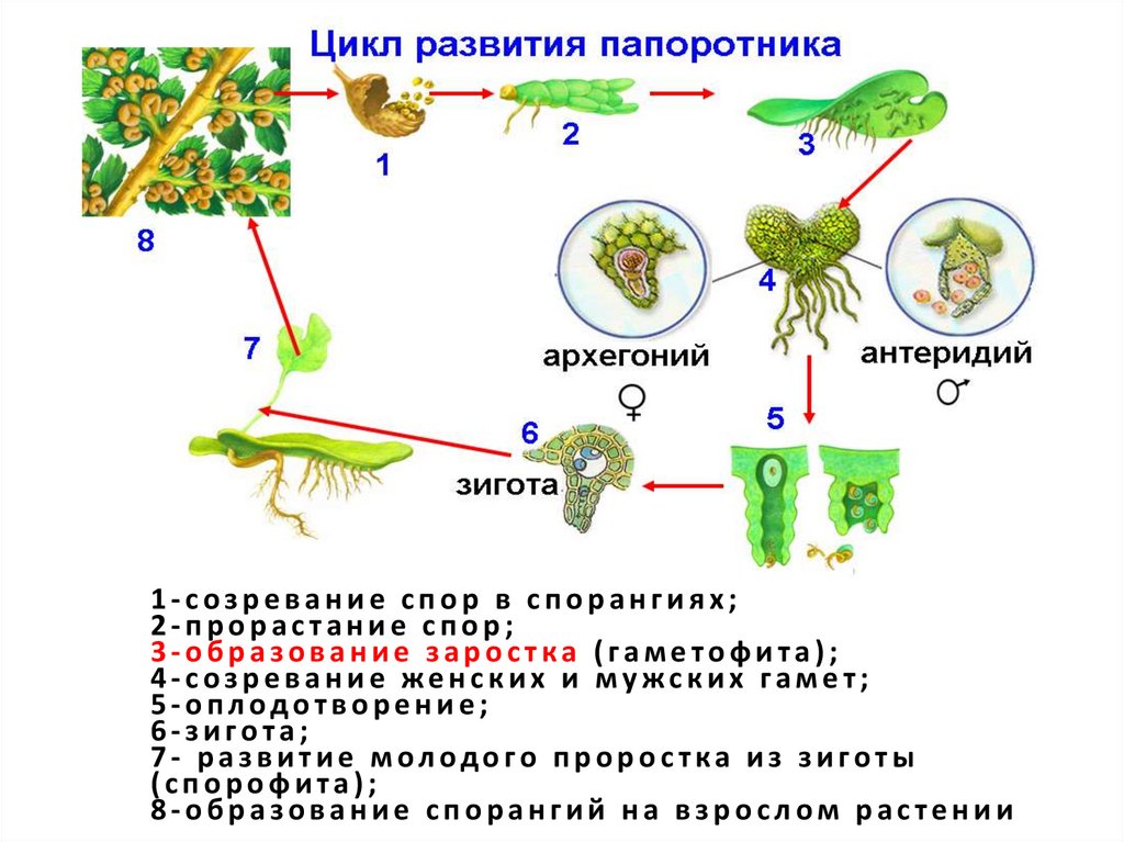 Цикл развития папоротника таблица