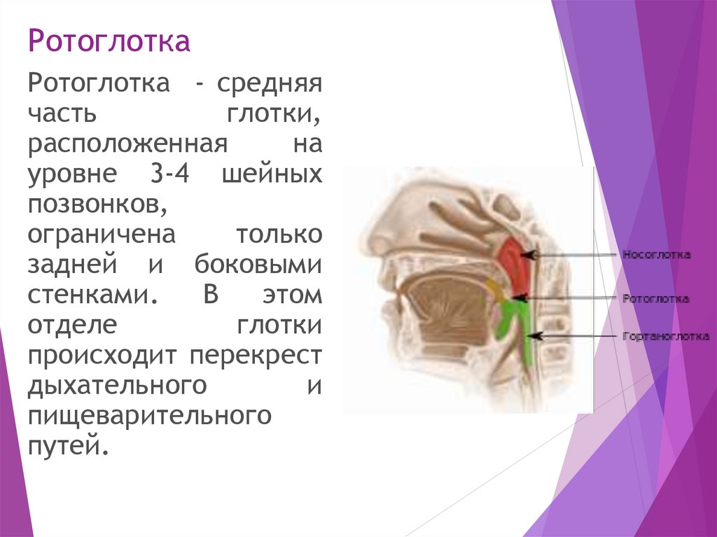 Строение носоглотки и ротоглотки человека фото и описание