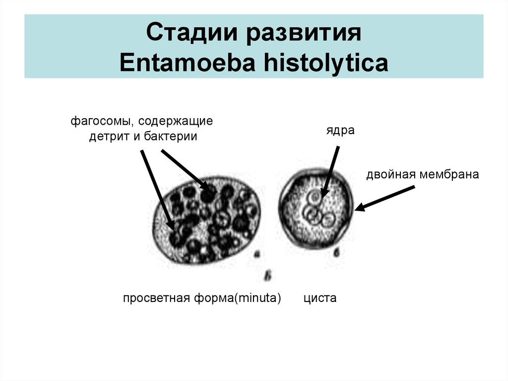 Стадии жизненного цикла цисты. Entamoeba histolytica стадии развития. Entamoeba histolytica жизненный цикл. Образование цисты у бактерий. Стадии развития цисты.