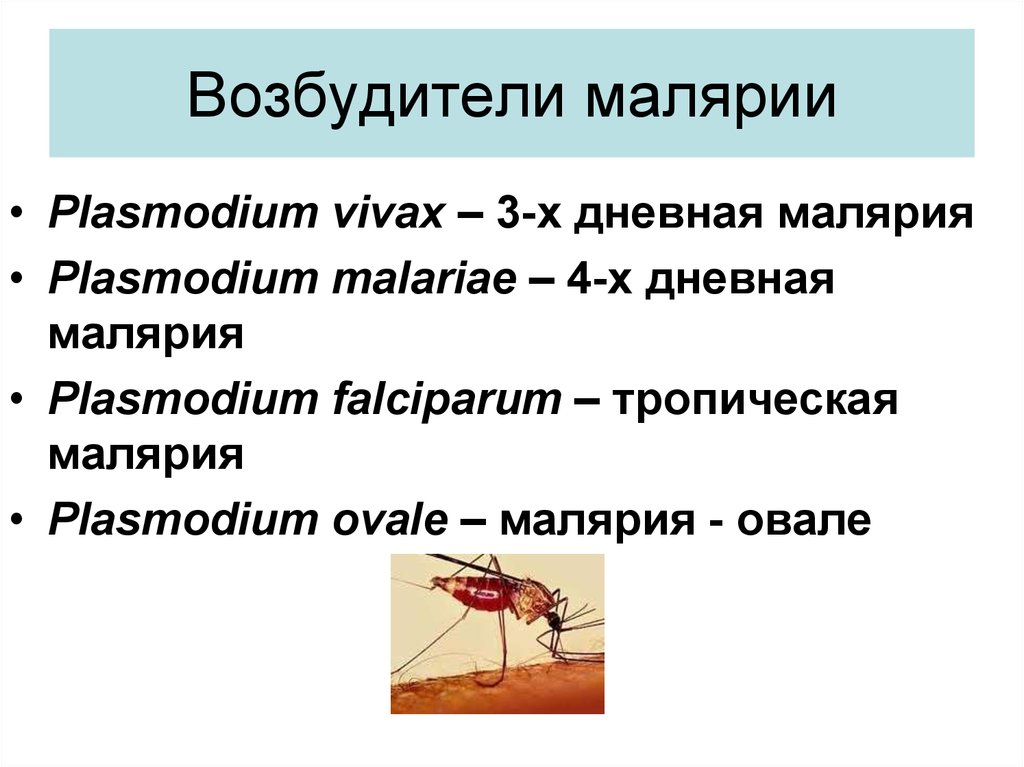Возбудителем зоонозной малярии является. Малярийный комар возбудитель заболевания. 4 Дневная малярия. Малярия возбудитель. Малярия возбудитель болезни.