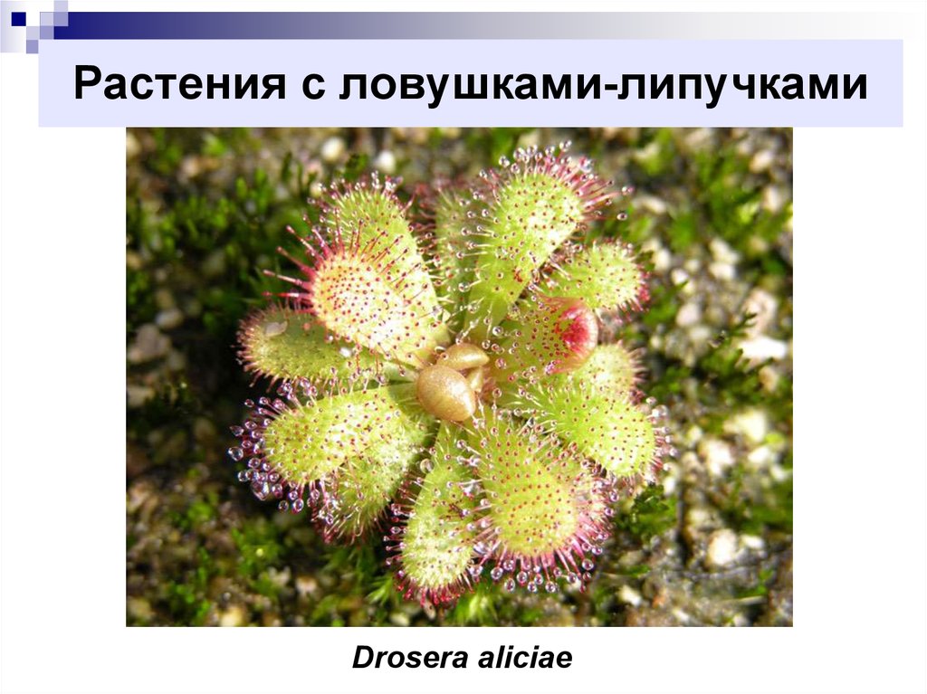 Цветы силка. Drosera aliciae. Жирянка липучка. Липучие ловушки растения. Росянка и жирянка.