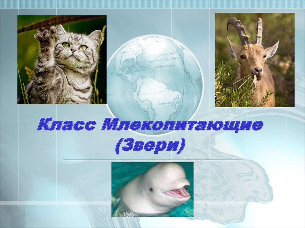 Поведение млекопитающих 8 класс презентация. Млекопитающие животные. Класс млекопитающие. Звери млекопитающие 1 класс. Животные для презентации.