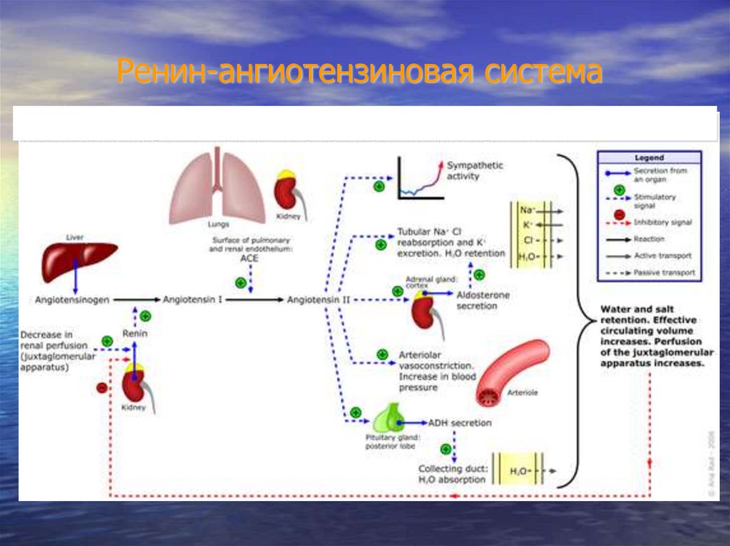 Биохимическая система. Ренин ангиотензивная система биохимия. Ренин-ангиотензин-альдостероновая система биохимия. Система РААС биохимия. Биохимия почек.