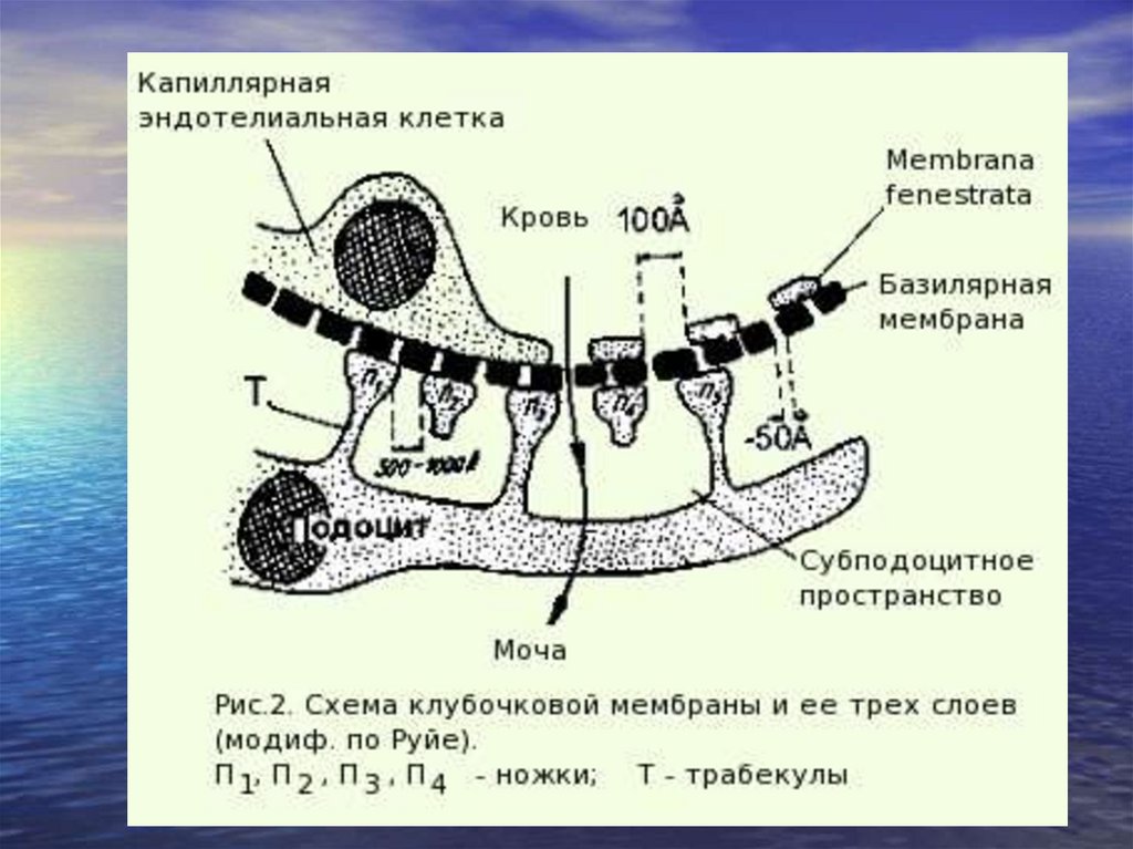 Фильтрационная мембрана почки схема