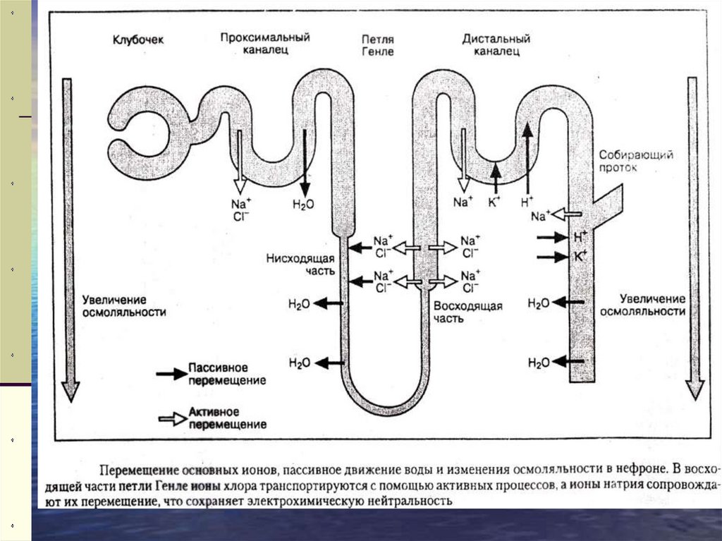 Как вода из желудка попадает в почки схема