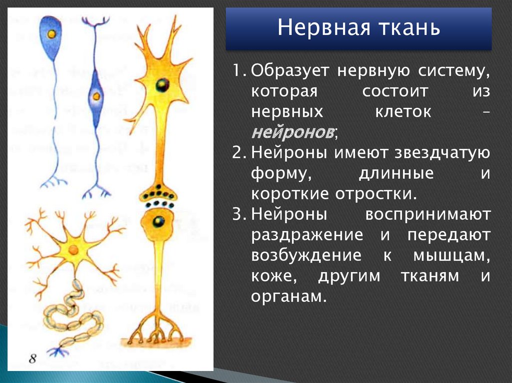 Особенности строения нервных клеток. Нервная ткань Нейрон. Структура нервной ткани. Клетки нервной ткани. Форма клеток нервной ткани.