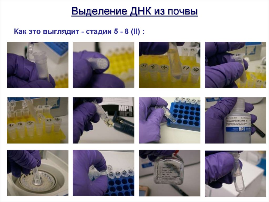 Выделение днк. Как выделить ДНК. Выделение ДНК фото. Метод выделения ДНК из почв.