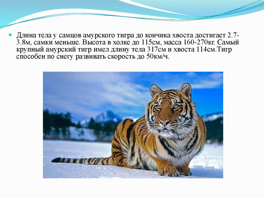 Сколько амурских тигров. Рост вес Амурского тигра. Вес Амурского тигра кг. Амурский тигр вес длина. Амурский тигр вес и рост.